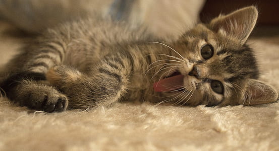short-fur gray and black kitten lying on white fur textile thumbnail