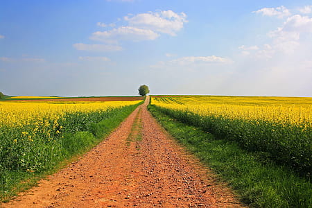 narrow pathway near green grass thumbnail