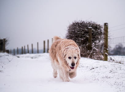 dog walking on snow field thumbnail