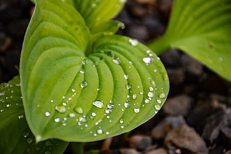 Close-up Photo Of Green Leaf Plant thumbnail