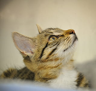 brown tabby kitten thumbnail