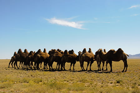 group of camels on green lawn grasses at daytime thumbnail