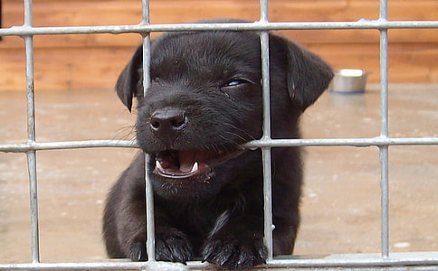 black Labrador retriever puppy in cagbe thumbnail