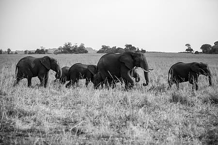 grayscale photography of elephant thumbnail