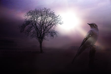 bird and tree photo collage thumbnail