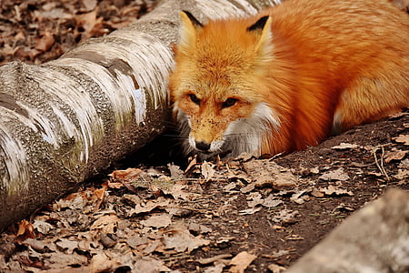 fox sitting beside drift wood thumbnail