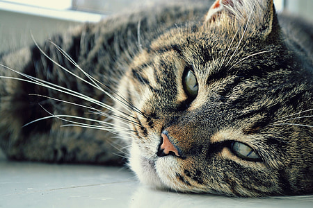 photo of brown tabby cat thumbnail