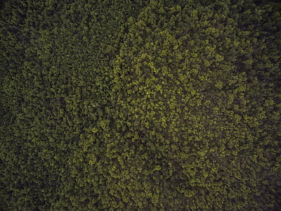 aerial photography of trees thumbnail