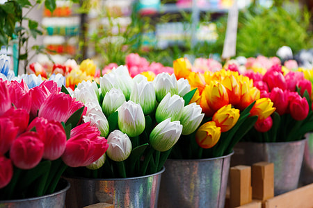pink, white yellow and red tulips thumbnail