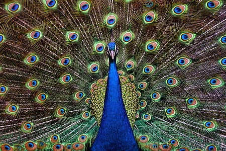 selective focus photography of blue peacock thumbnail