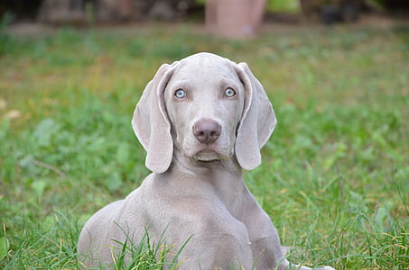 gray Weimaraner puppy lying on green grass during daytime thumbnail