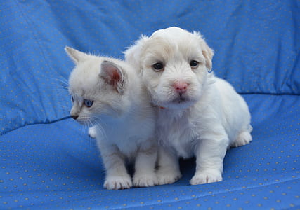 two white kitten and puppy on blue textile thumbnail