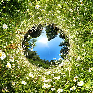 fish eye photography of white petaled flowers thumbnail
