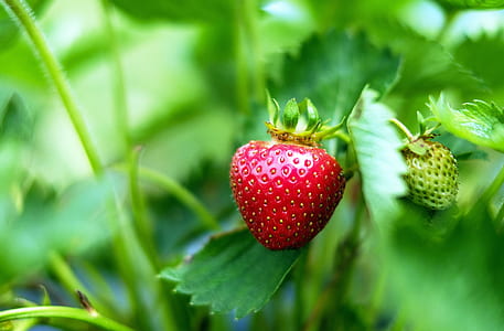 selective focus photography of red strawberry thumbnail