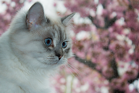 close-up photography of short-fur whote cat thumbnail