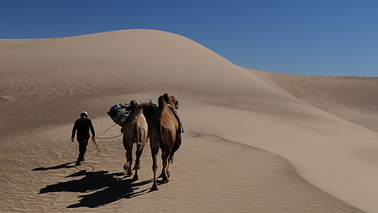 two brown camels walking in desert during daytime thumbnail