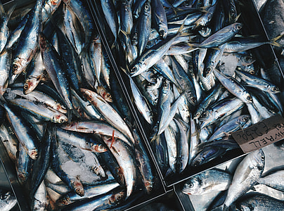 Fresh blue Mackerells at a fish market thumbnail