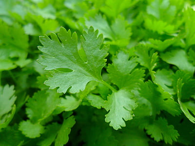 green fern leaf thumbnail