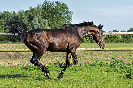 galloping horse thumbnail