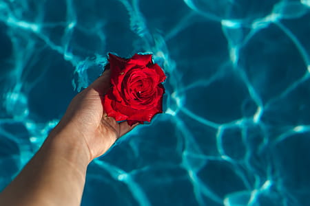 Fresh garden rose on the blue water of a swimming pool on a warm summer day thumbnail