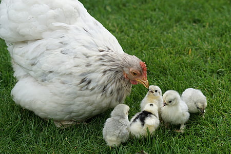 white chicken thumbnail