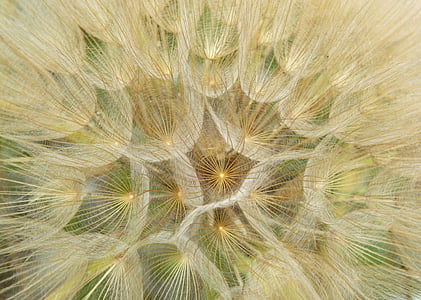close-up photo of dandelions thumbnail