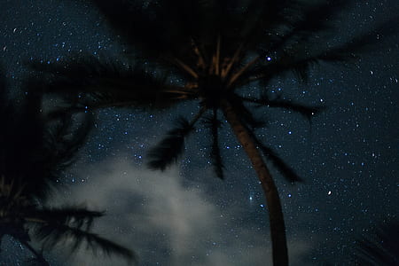 low angle photography of coconut tree at nighttime thumbnail