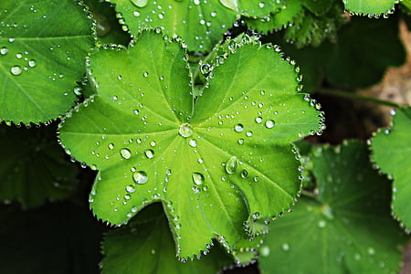 dew on green leaf thumbnail