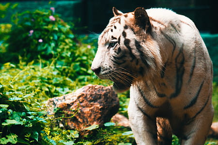 Close-Up Photography of Tiger thumbnail
