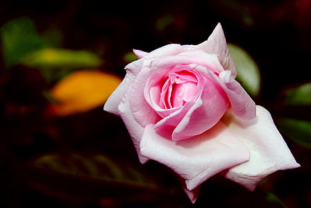 pink flower thumbnail