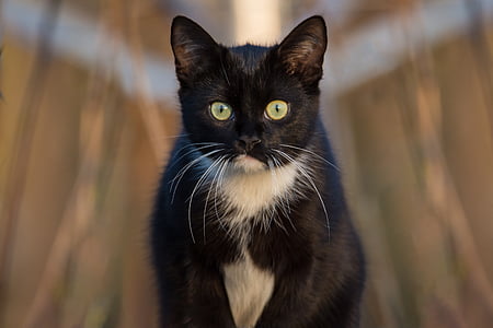 closeup photography of tuxedo cat thumbnail