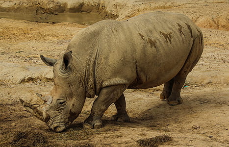gray rhinoceros sniffing ground thumbnail