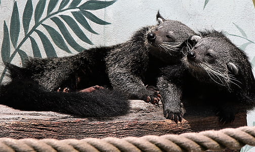 two black mammals sunbathing thumbnail