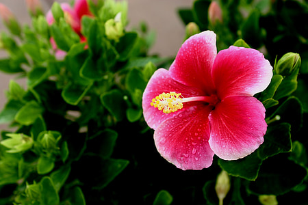 red Hibiscus flower macro photography thumbnail