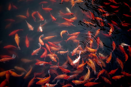 shoal of carps thumbnail