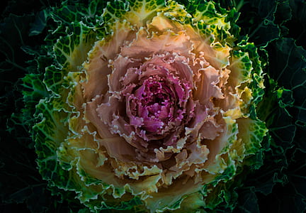 HD Photography Of Flowering Cabbage thumbnail