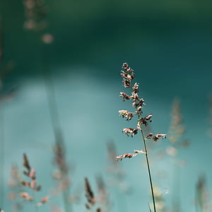 selective focus photography of white petaled flowers thumbnail