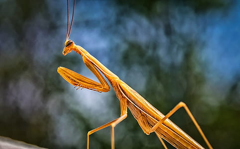 brown praying mantis in close-up photography thumbnail