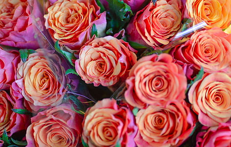 bunch of orange roses thumbnail