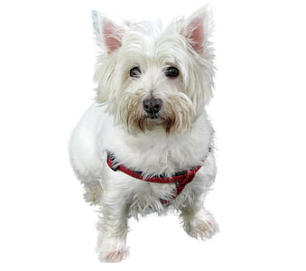 long-coated white dog thumbnail