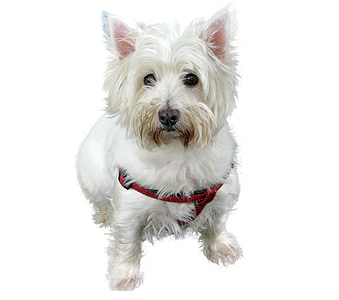 long-coated white puppy on white surface thumbnail