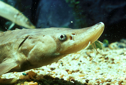 Young Lake Sturgeon - Acipenser fulvescens thumbnail
