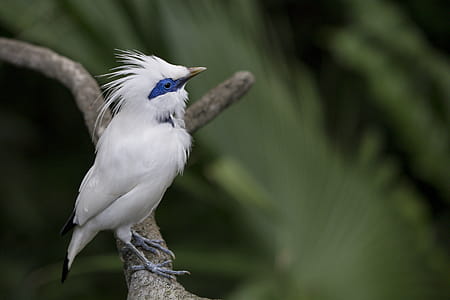 Selective Focus Photography of Bali Myna Perching on Branch thumbnail