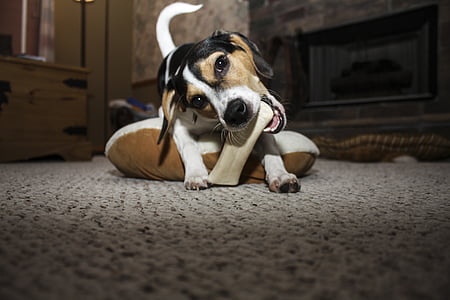 Jack Russell biting bone on floor thumbnail