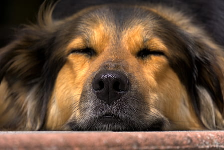 adult German shepherd thumbnail