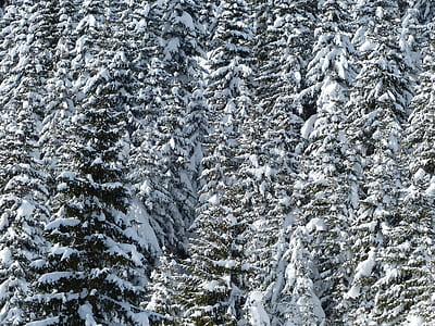 landscape photography of pine trees thumbnail