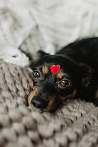 A dog with heart on head thumbnail