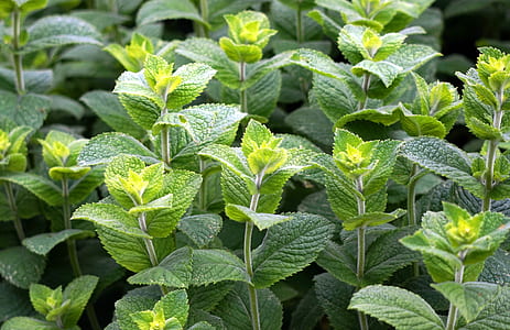 green plants thumbnail