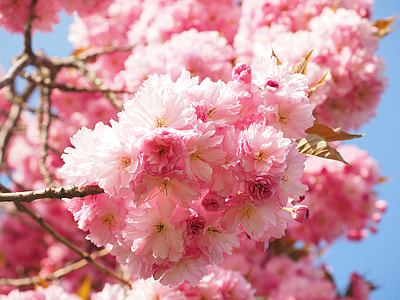 white and pink flower photography thumbnail