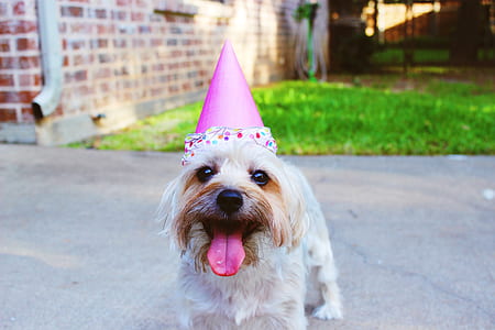 short-coated dog wearing party hat during daytime thumbnail